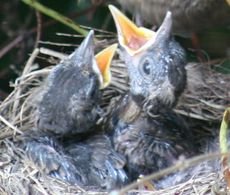 Amsel-5-Tag-2.jpg